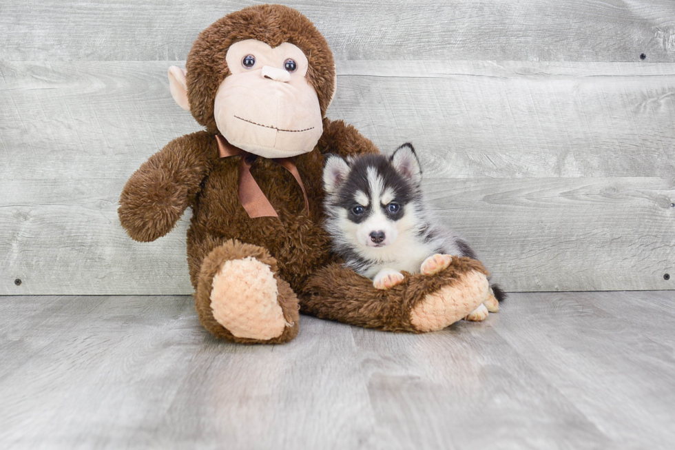 Pomsky Puppy for Adoption