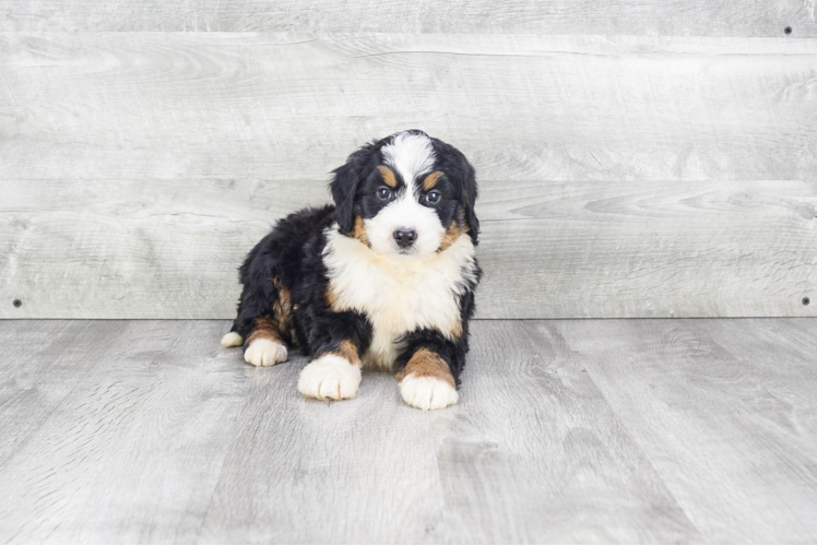 Small Mini Bernedoodle Baby