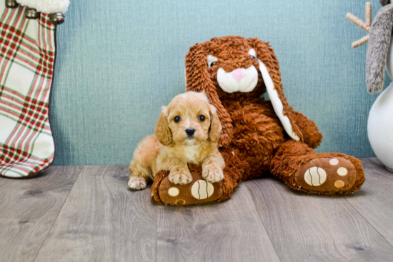 Fluffy Cavapoo Poodle Mix Pup