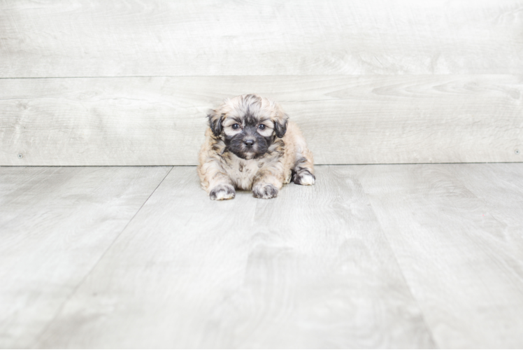 Energetic Maltese Poodle Poodle Mix Puppy