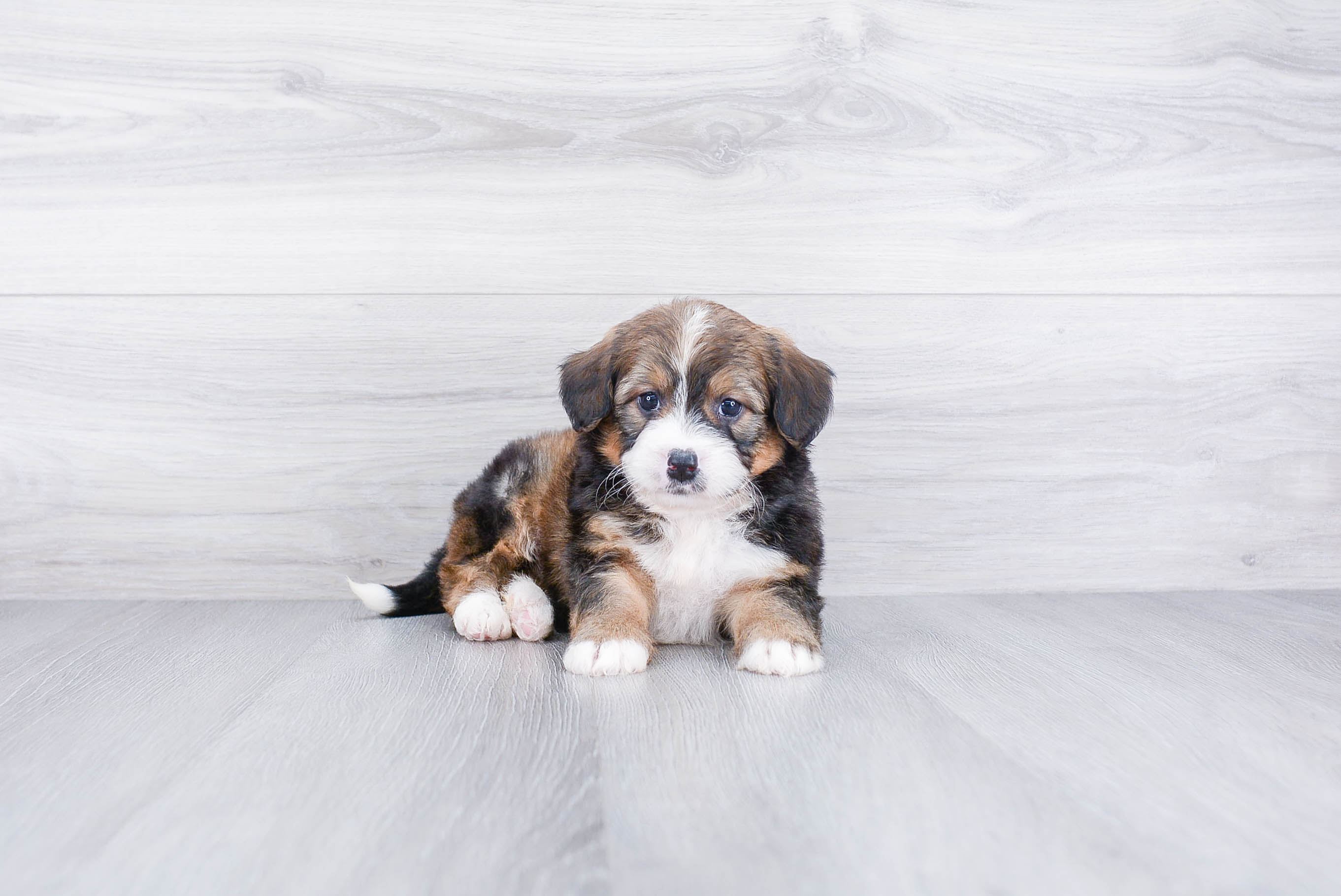 Mini Bernedoodle Puppy for Adoption