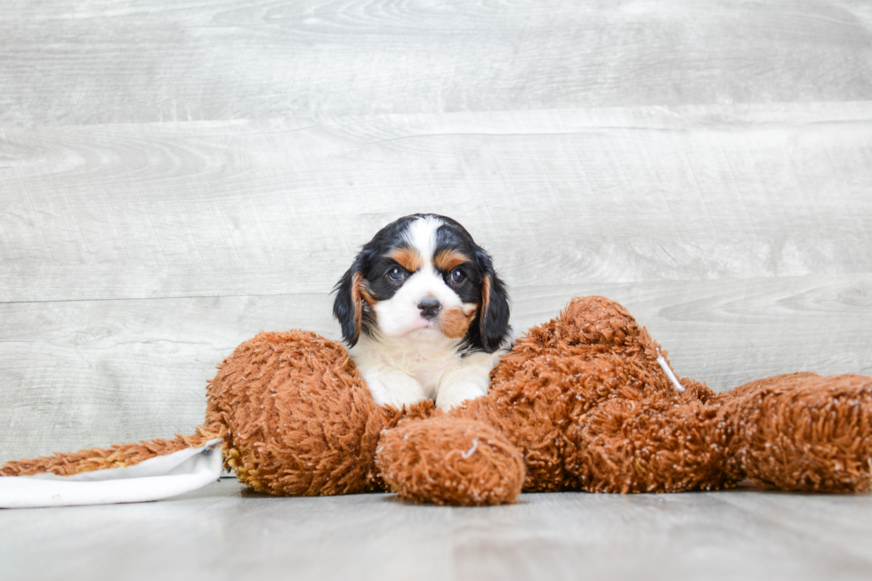 Funny Cavalier King Charles Spaniel Baby