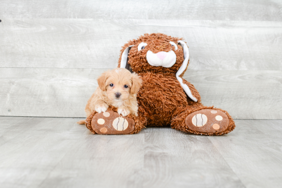 Friendly Maltipoo Baby