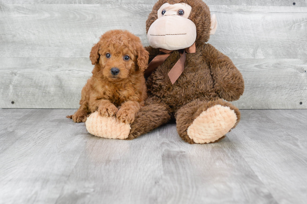 Best Mini Goldendoodle Baby