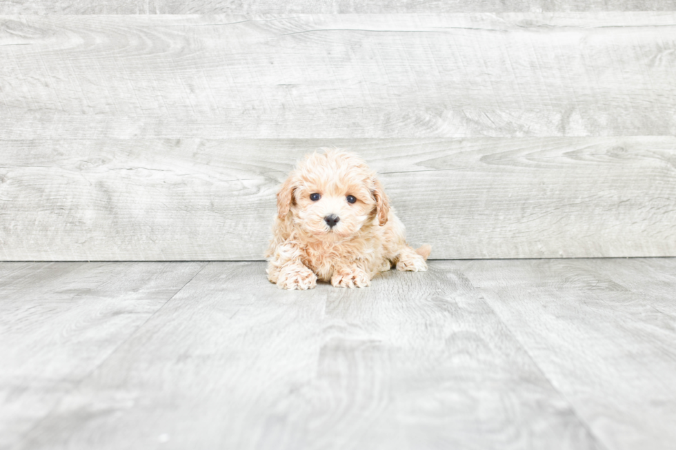 Best Maltipoo Baby