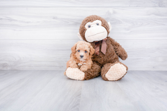 Poodle Pup Being Cute