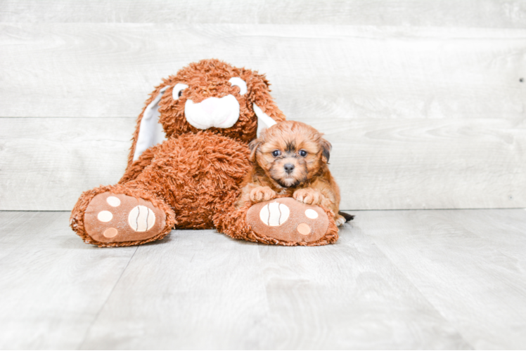 Best Yorkie Poo Baby