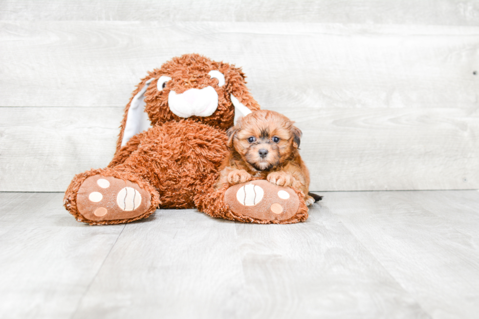Best Yorkie Poo Baby