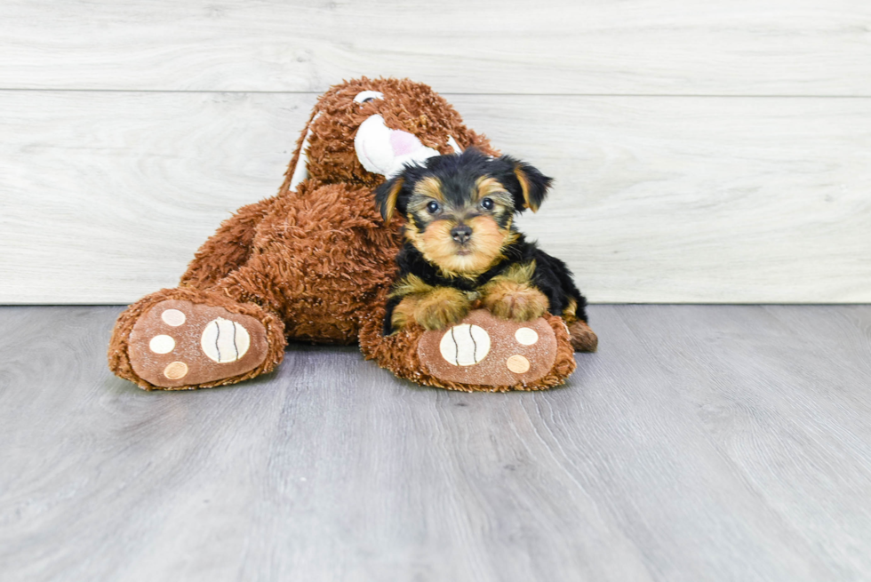 Meet Stevo - our Yorkshire Terrier Puppy Photo 