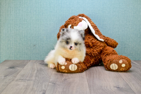 Sweet Pomeranian Purebred Puppy