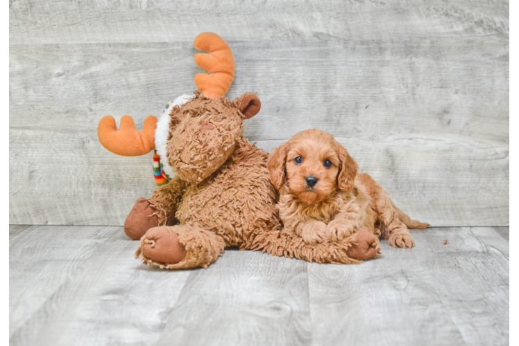 Adorable Cavoodle Poodle Mix Puppy