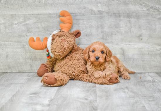 Adorable Cavoodle Poodle Mix Puppy