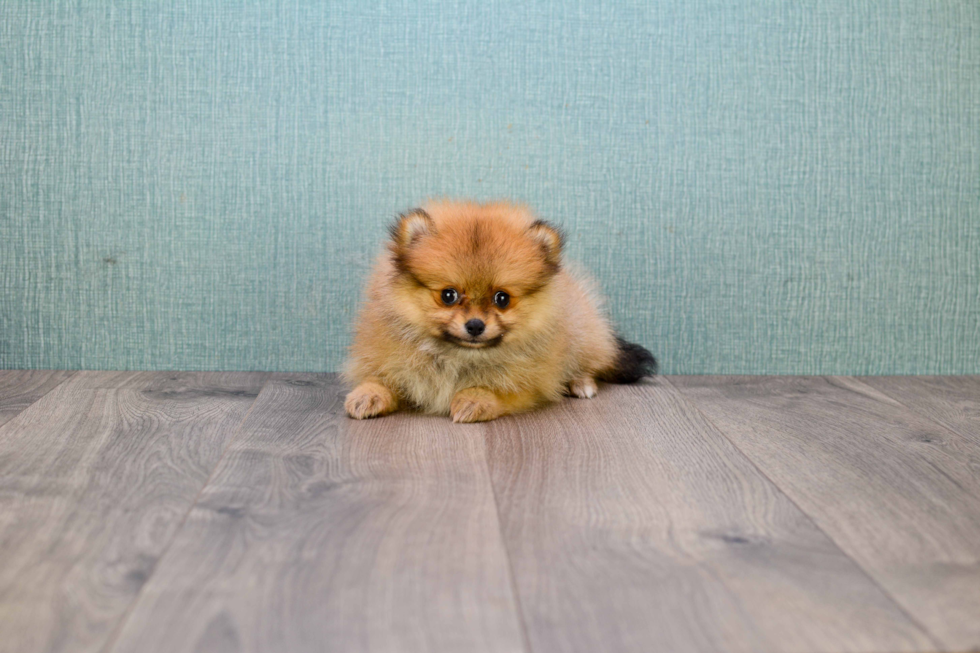 Best Pomeranian Baby