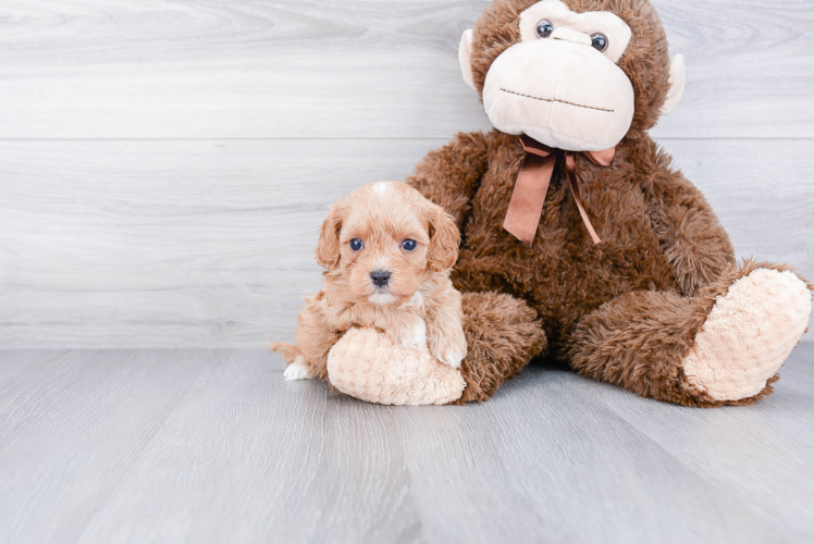 Cavapoo Pup Being Cute