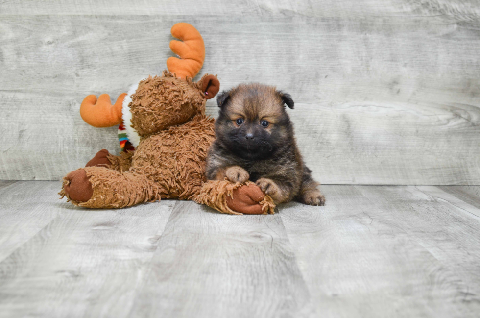 Funny Pomeranian Baby