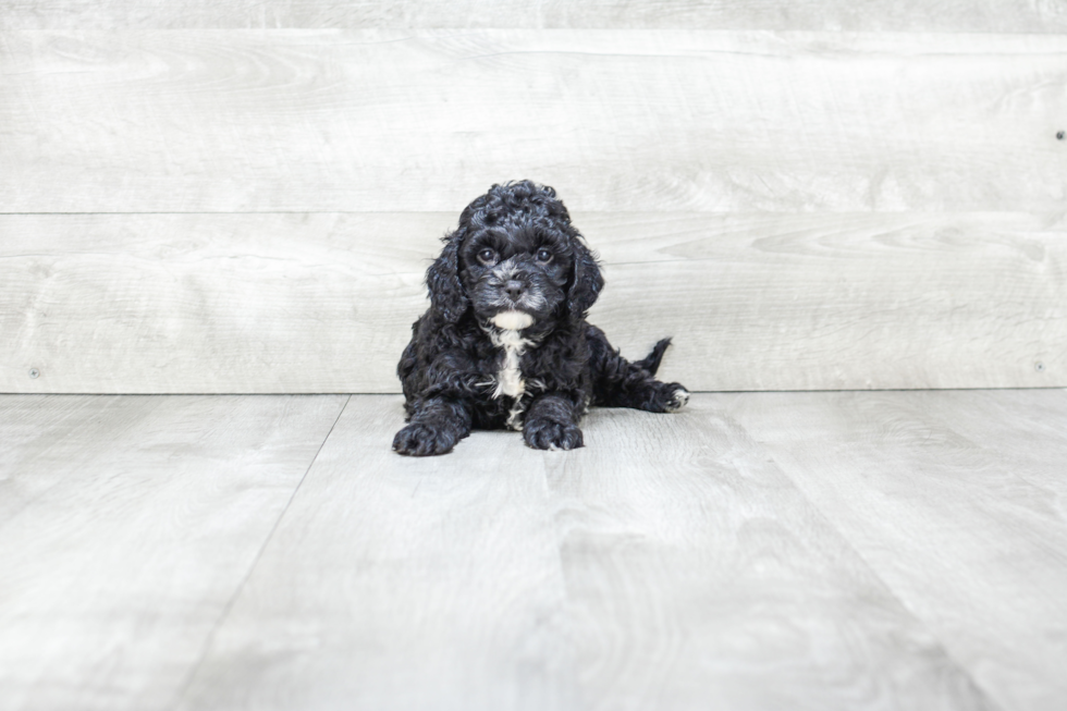 Cavapoo Puppy for Adoption