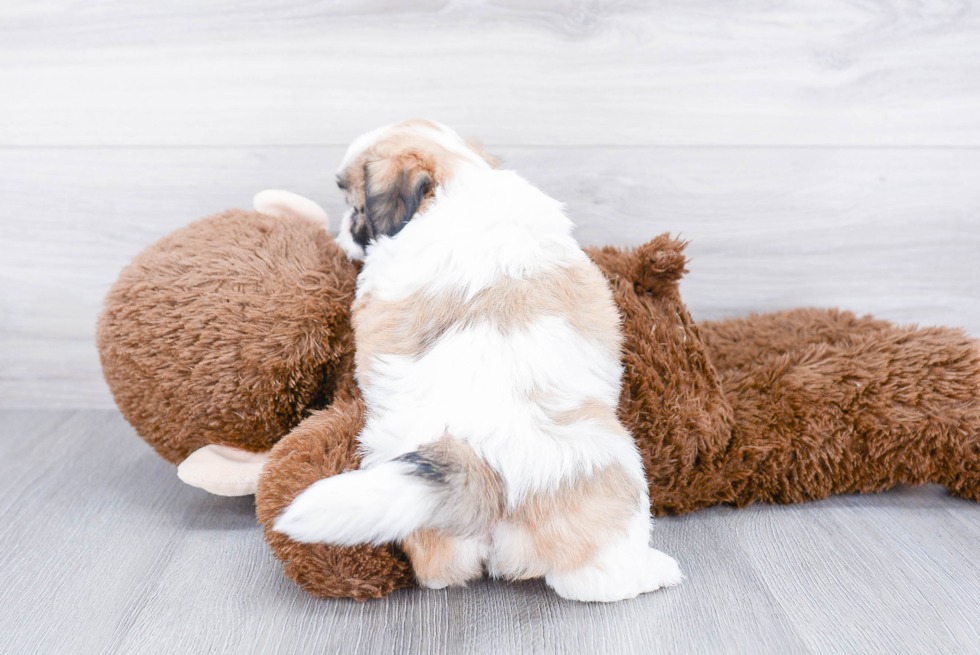Teddy Bear Pup Being Cute