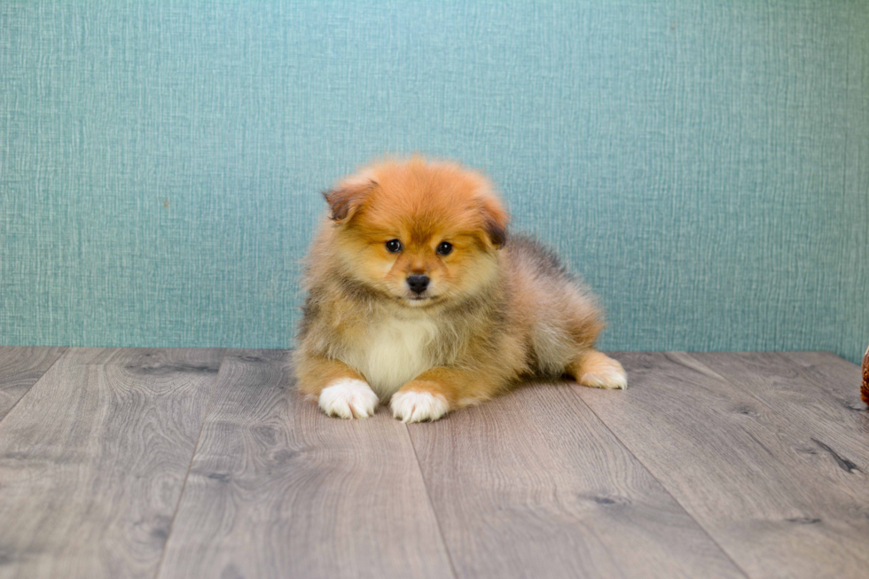 Fluffy Pomeranian Purebred Puppy