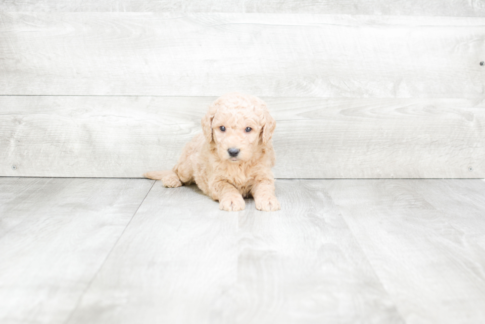 Best Mini Goldendoodle Baby