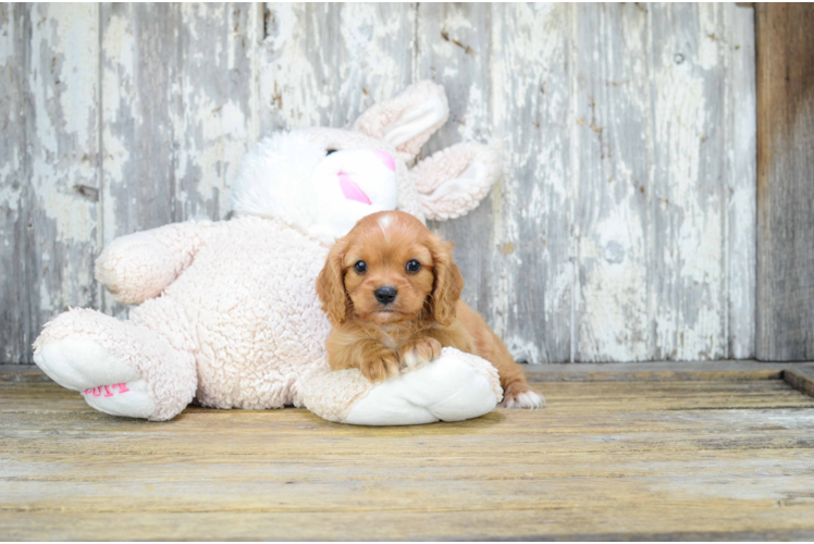 Best Cavalier King Charles Spaniel Baby