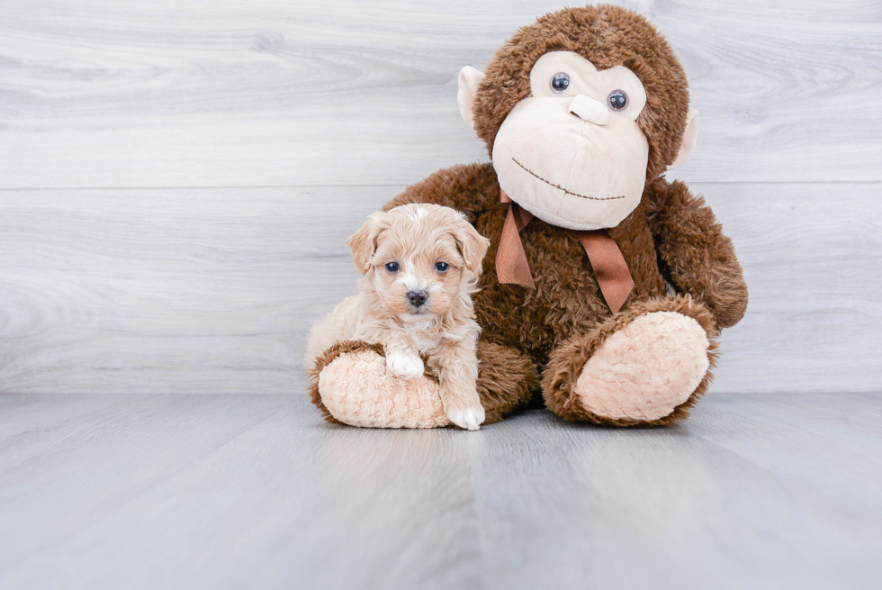 Maltipoo Puppy for Adoption