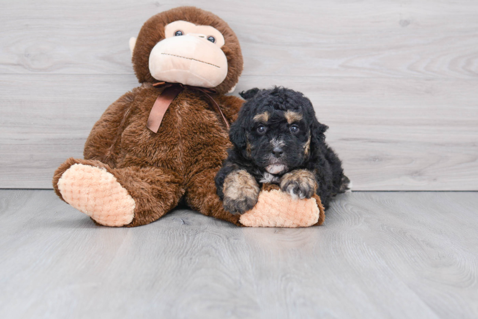 Petite Mini Bernedoodle Poodle Mix Pup