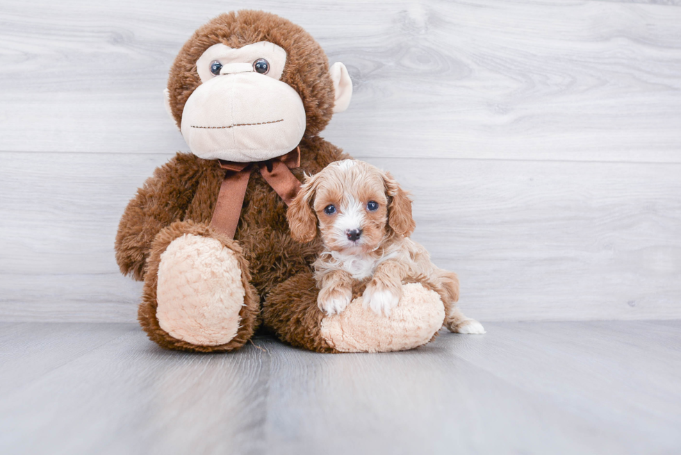 Adorable Cavoodle Poodle Mix Puppy