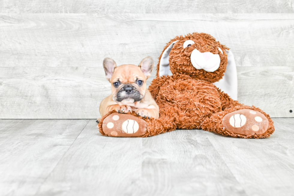 Akc Registered French Bulldog Purebred Pup