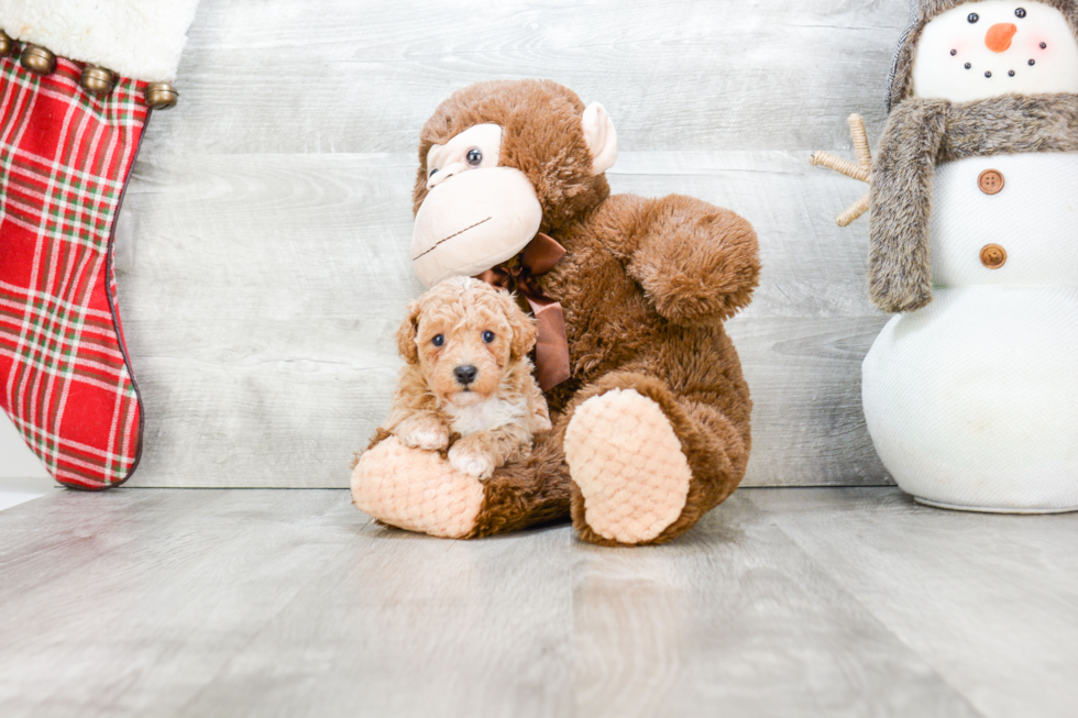 Adorable Maltepoo Poodle Mix Puppy