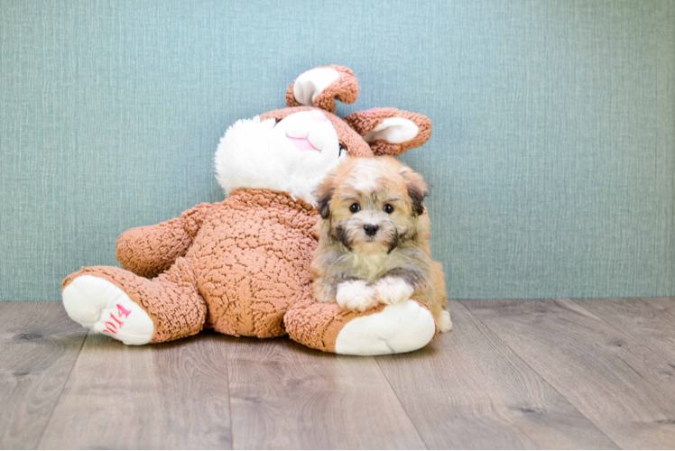 Funny Havanese Purebred Pup