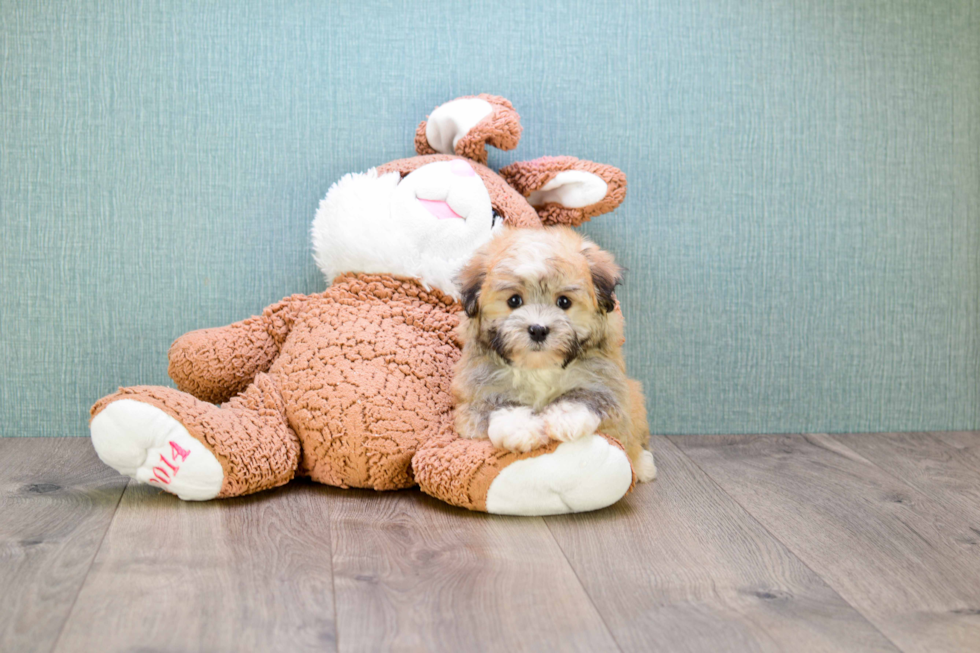 Funny Havanese Purebred Pup