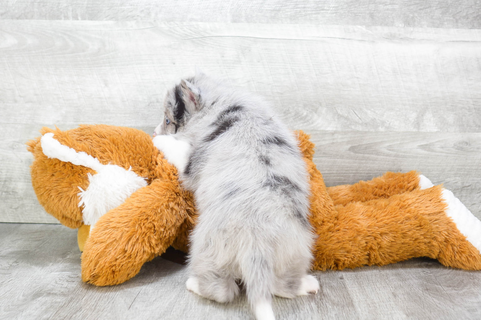 Pomsky Puppy for Adoption