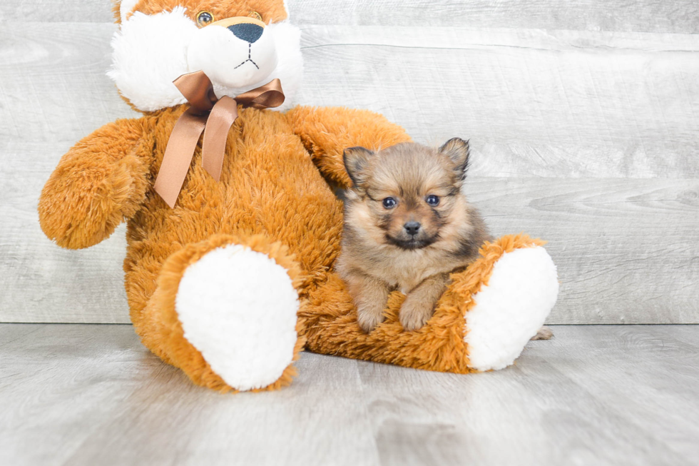 Playful Pomeranian Purebred Pup