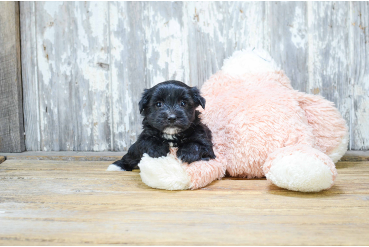 Playful Yorkie Designer Puppy