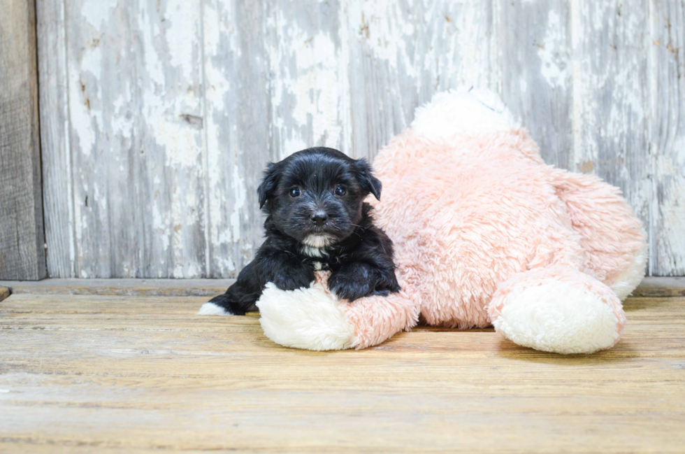 Playful Yorkie Designer Puppy