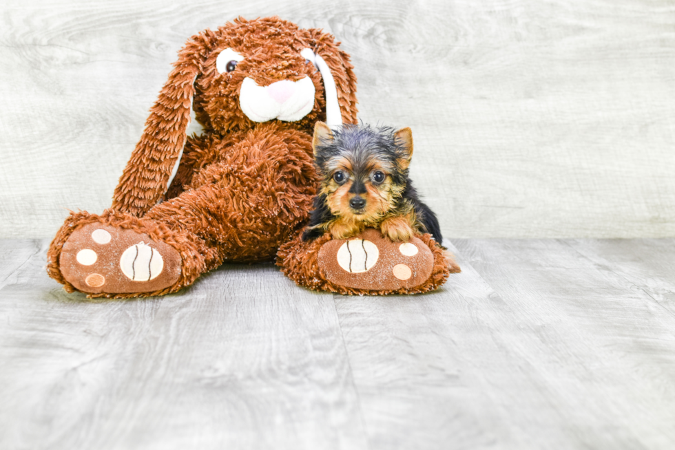 Meet Roscoe - our Yorkshire Terrier Puppy Photo 