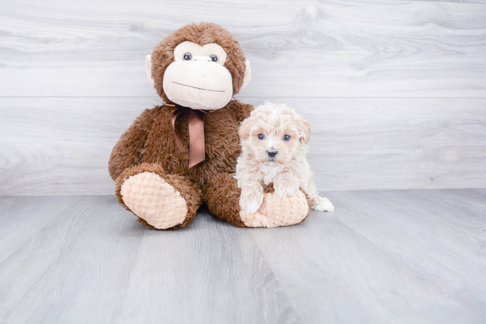 Maltipoo Puppy for Adoption