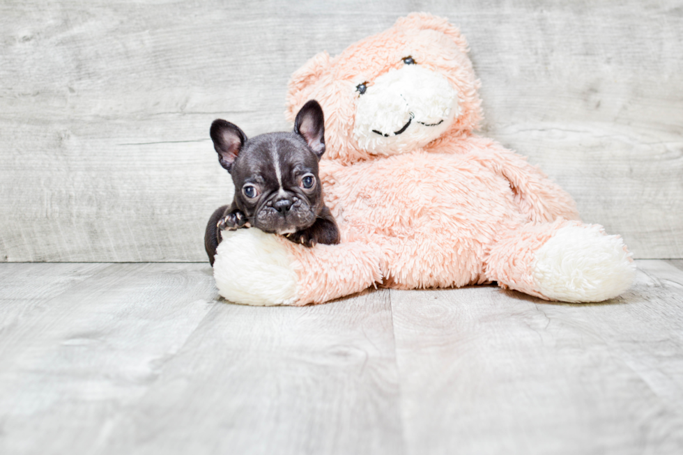 Sweet Frenchie Purebred Puppy