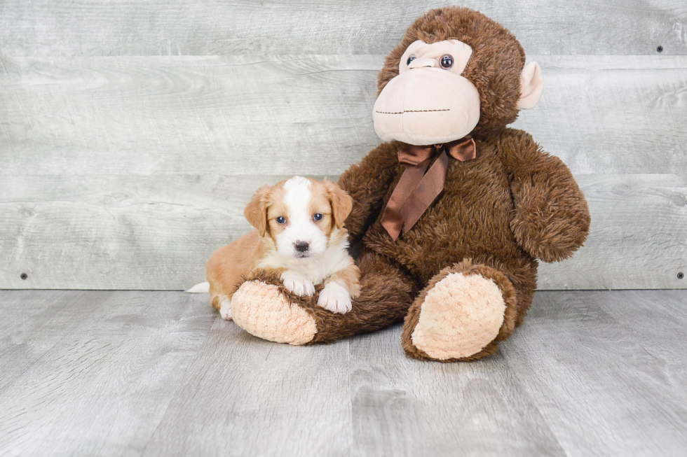 Mini Bernedoodle Puppy for Adoption