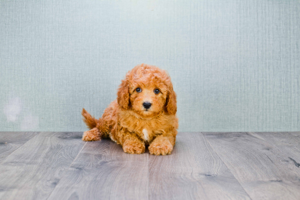 Fluffy Cavapoo Poodle Mix Pup