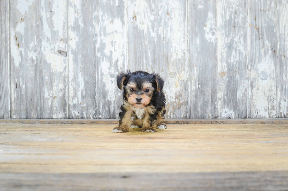 Little Yorkie Doodle Poodle Mix Puppy