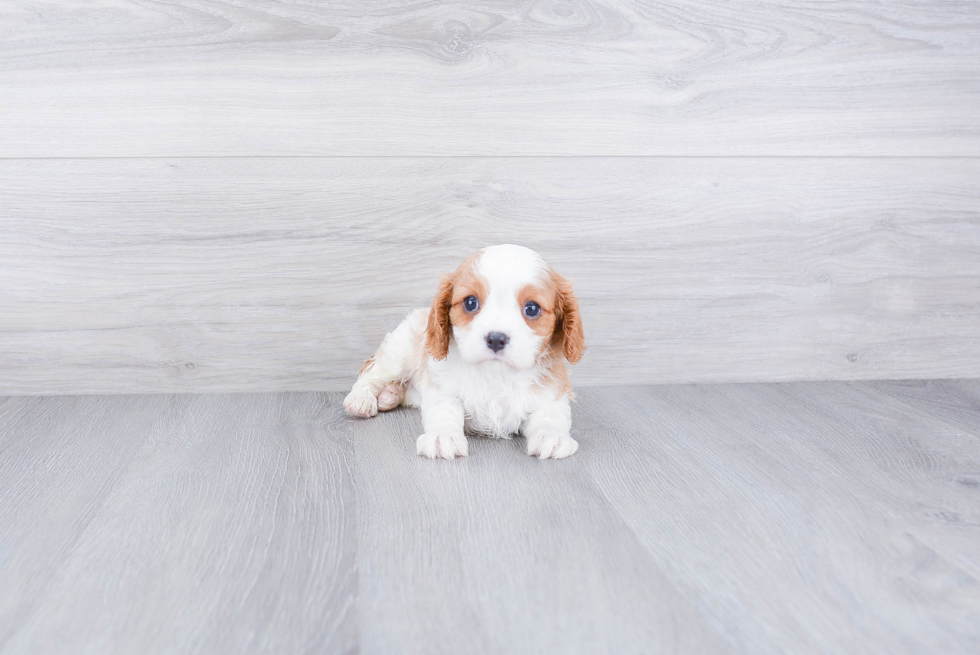 Sweet Cavalier King Charles Spaniel Purebred Puppy