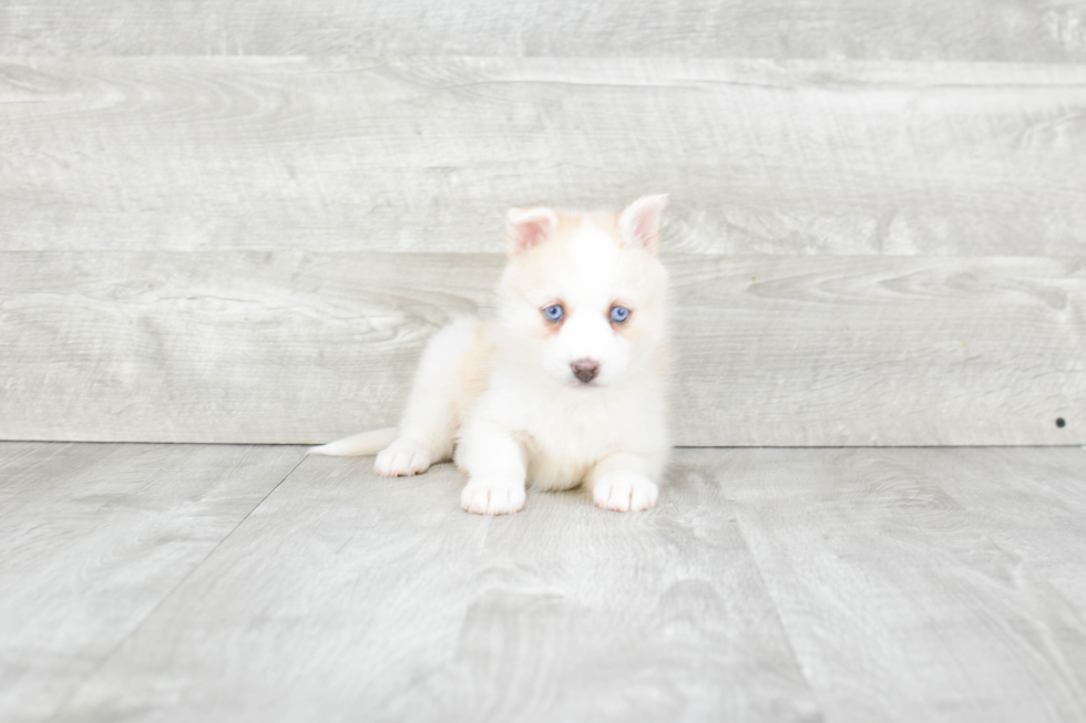 Pomsky Puppy for Adoption