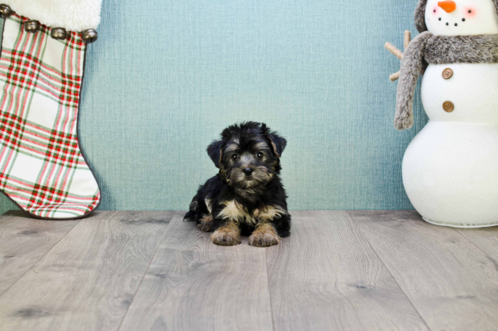 Small Morkie Baby