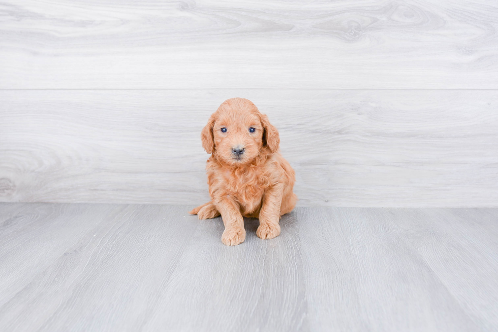 Small Mini Goldendoodle Baby