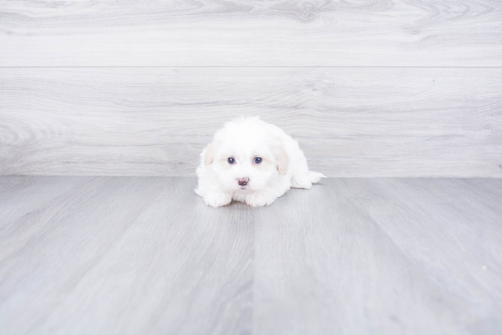 Best Maltipoo Baby