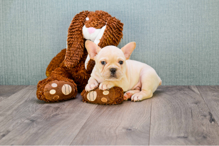 Small French Bulldog Purebred Pup