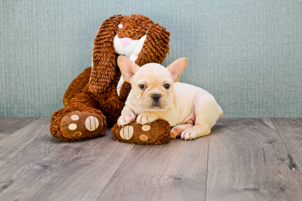 Small French Bulldog Purebred Pup