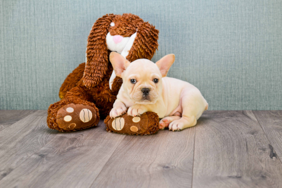 Small French Bulldog Purebred Pup