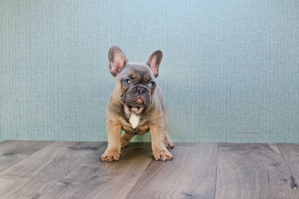 Popular French Bulldog Purebred Pup